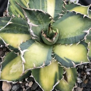 Agave titanota ‘Benevolence crown’ mediopictaa