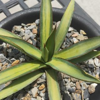 Agave ‘Burnt Burgundy”Wasabi’ mediopicta