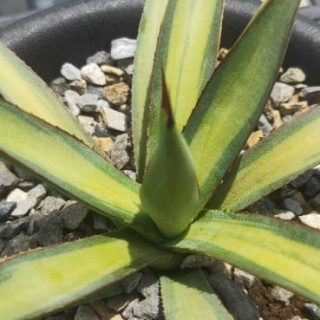 Agave ‘Burnt Burgundy”Wasabi’ mediopictaa
