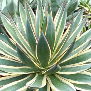 Agave Snow Glow White marginata 1