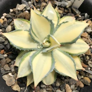 Agave ‘Tuxedo Mask’ Tuxedo