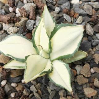 Agave ‘Tuxedo Mask’ Tuxedos