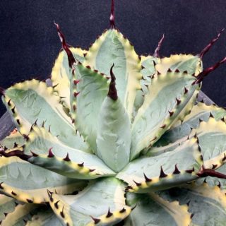 Agave macroacantha