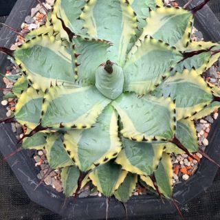 Agave macroacantha x A potatorum marginata