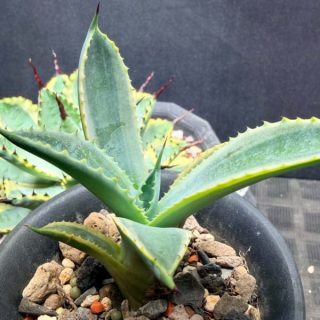 Agave macroacantha3