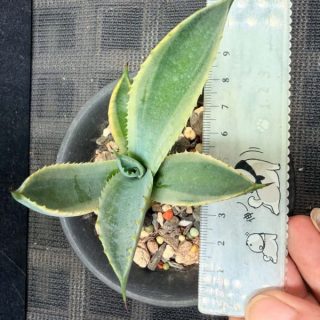 Agave macroacantha4