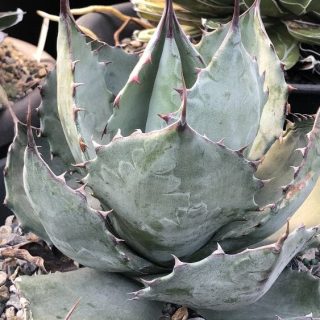 Agave ovatifolia x A.zebra Captain Hook