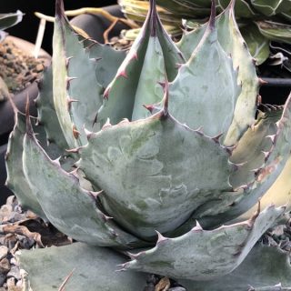 Agave ovatifolia x A.zebra Captain Hooka