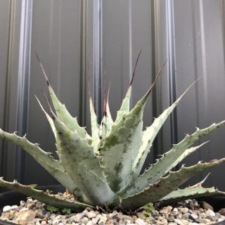 Agave ovatifolia x utahensis Agave”Demon Whale
