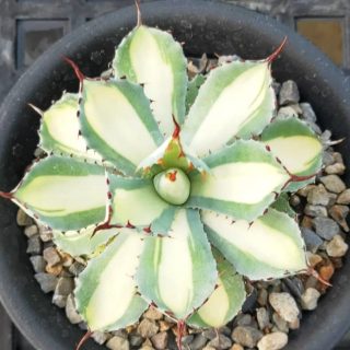 Agave potatorum Kichiokan mediopicta alba