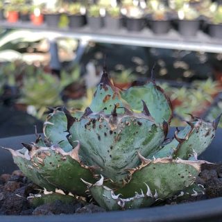 Agave titanota Black and Blue foxtail bumpy) basketball pimple individual