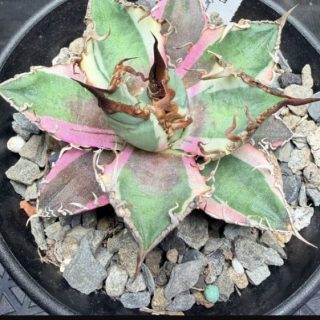Agave titanota ‘Caesar’ white marginataa