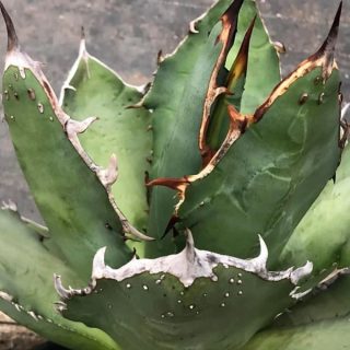 Agave titanota ‘FO-2222