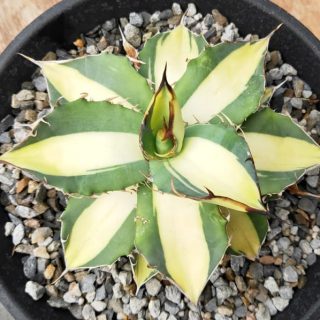 Agave titanota NO.1 mediopictaa