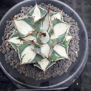 Agave titanota ‘Orb’ super white mediopictaa