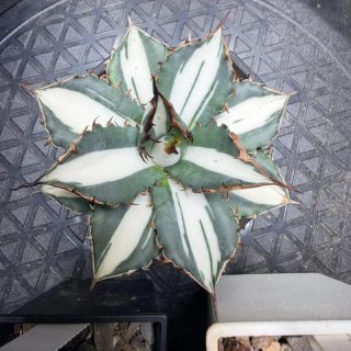 Agave titanota ‘Orb’ super white mediopictaaa