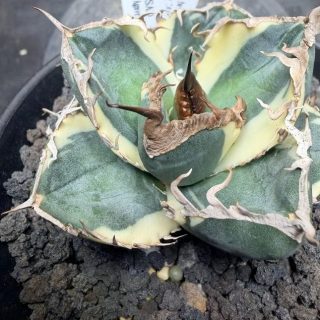Agave titanota ‘SAD Snow Alba marginat