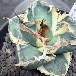 Agave titanota ‘SAD Snow Alba marginata