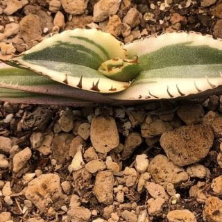 Agave titanota ‘White Fire’ White marginata