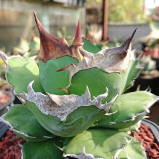 Agave titanota ‘White rhinoo