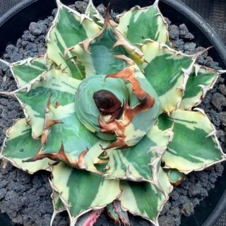 Agave titanota d