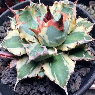 Agave titanota dd