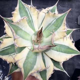 Agave titanota snaggletooth1