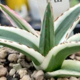 Agave victoria-reginae ‘White Rhino’ (seedlings)a