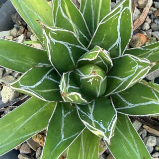 Agave victoriae-reginae f. variegata
