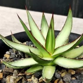 Agave x romanii 'Shadow Dancer.