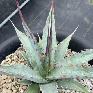Agave xylonacantha x Agave utahensis