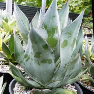 agave celsii ‘NOVAa