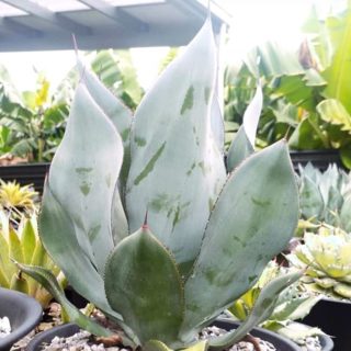 agave celsii ‘NOVAaa