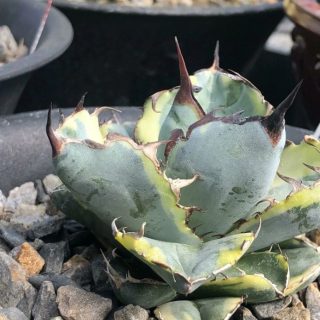 agave titanota ‘Blue Diamond