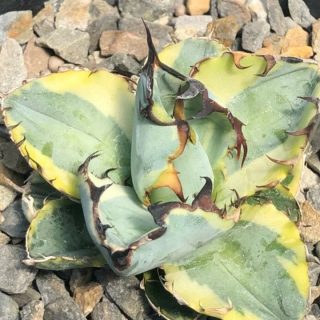 agave titanota 'Blue Diamond
